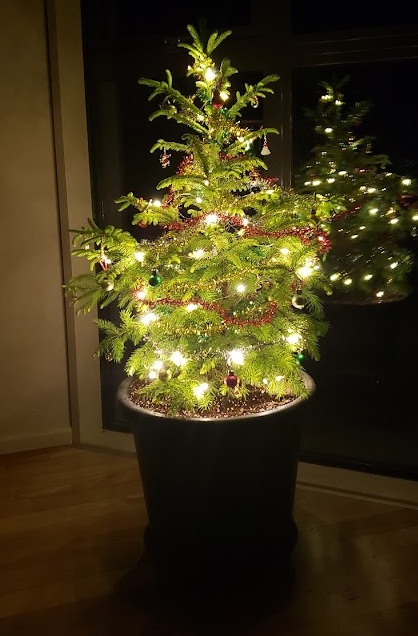 Little Nic – our first living Christmas tree
